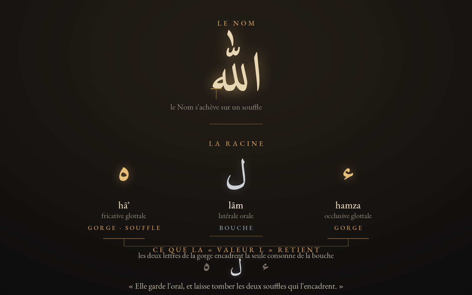 Le Nom اللّٰه et sa racine ء-ل-ه : les deux laryngales — hamza et hāʾ, lettres de la gorge — encadrent le lām, seule consonne de la bouche.
